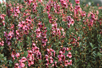 Close-up of pink flowering plants on field