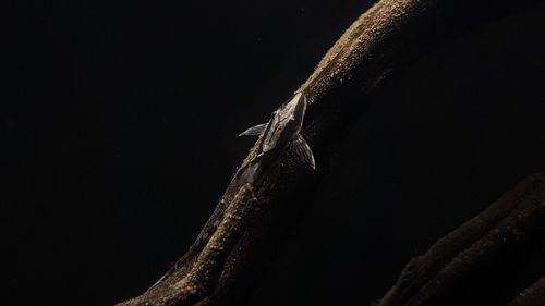 Close-up of fish on branch underwater