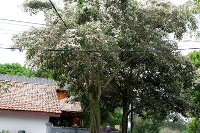 Trees by building against sky