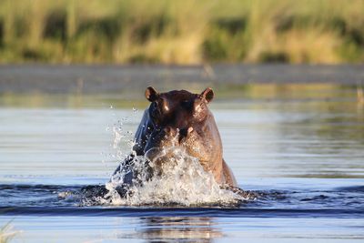 Hippopotamus in river