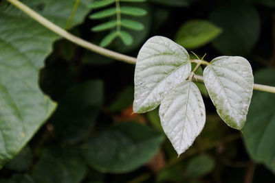 Close-up of white flowering plant leaves