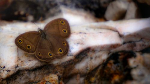 High angle view of brown butterfly on stone