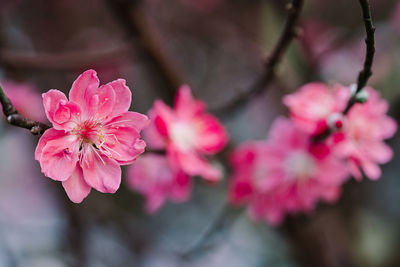 Close-up of pink cherry blossom