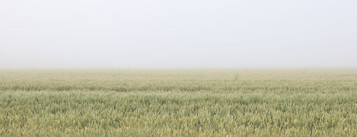 Scenic view of field against clear sky