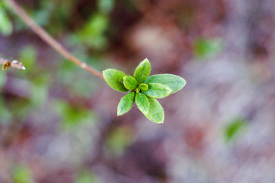 Close-up of leaves