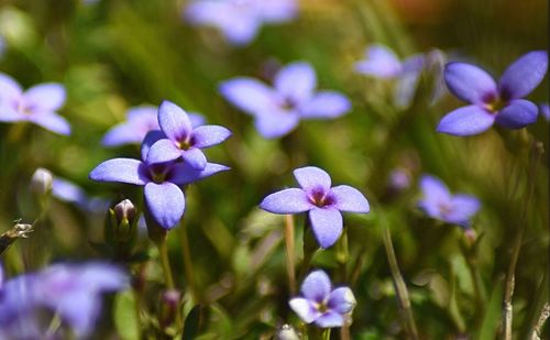 Close-up of purple flowers blooming outdoors