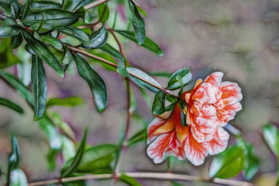 Close-up of red flowering plant