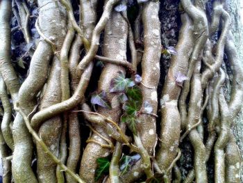 Close-up of tree trunk