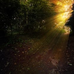 Trees in forest during autumn