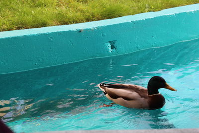 High angle view of duck swimming on lake