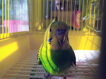 Close-up of a parrot in cage