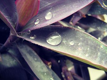 Close-up of raindrops on leaf