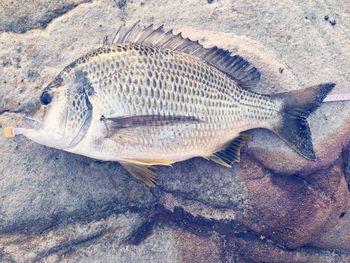 Directly above view of dead fish on rock