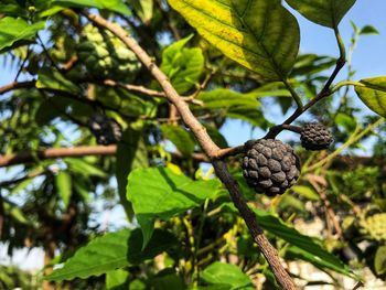 Low angle view of fruits on tree