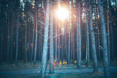 Sunlight streaming through trees in forest