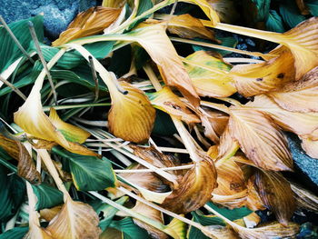 Close-up of leaves