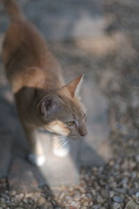 High angle view of cat looking away
