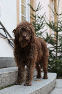 Brown dog standing on stairs, looking at camera