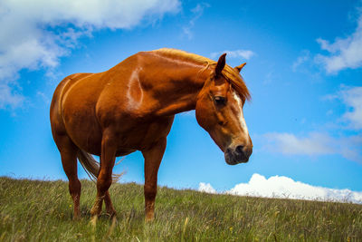 Horse standing on grassy land against sky