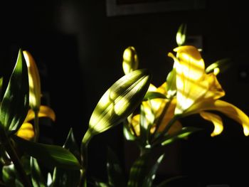 Close-up of leaves against blurred background