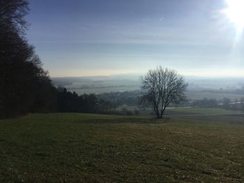 Bare trees on field against sky