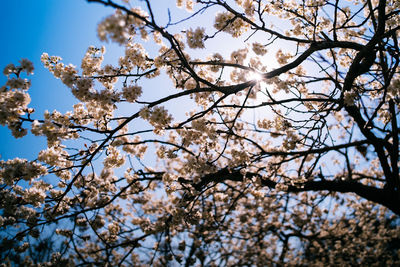 Low angle view of cherry blossoms against sky