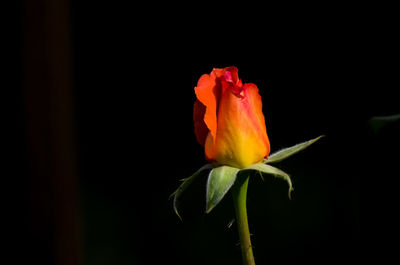 Close-up of flower against black background