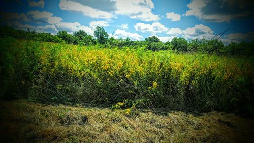 Scenic view of field against sky