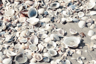 Close-up of seashells on pebbles at beach