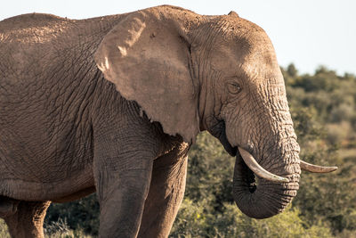 Side view of elephant on land