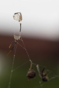 Close-up of spider on web
