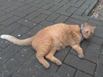 High angle view of cat lying on cobblestone street