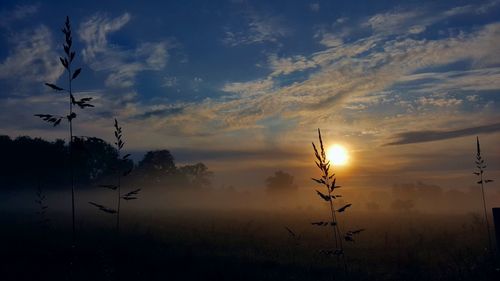 Silhouette plants on field against sky during sunset