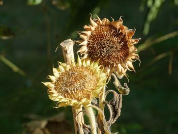 Close-up of wilted flower on field