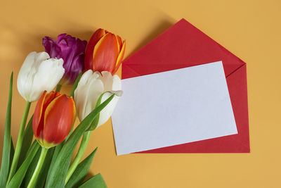 Close-up of multi colored tulip on table