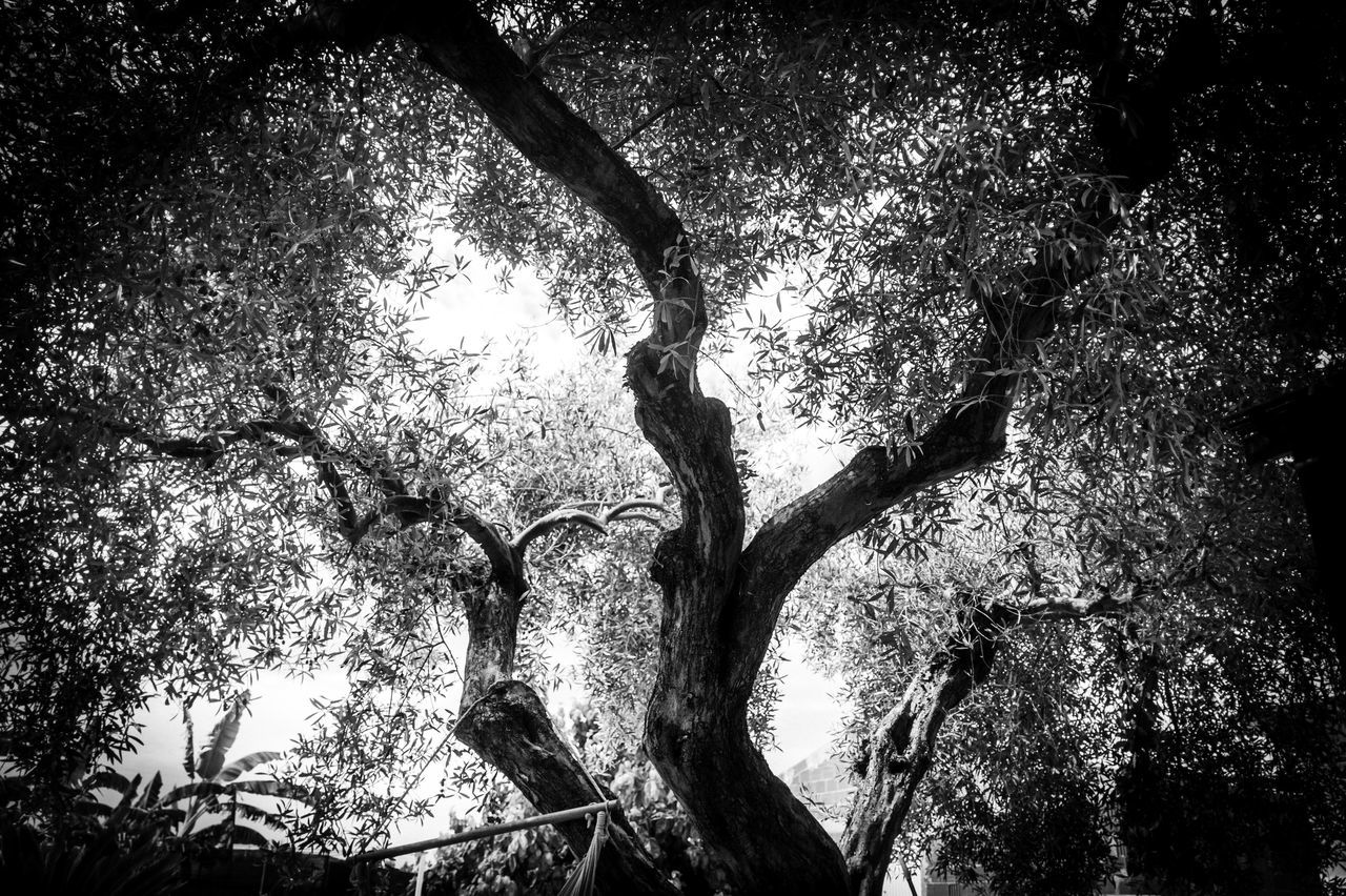 LOW ANGLE VIEW OF TREES AGAINST SKY