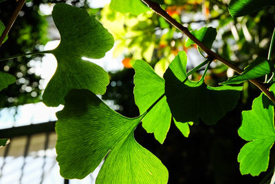 Close-up of leaves