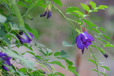 Close-up of purple flowering plants
