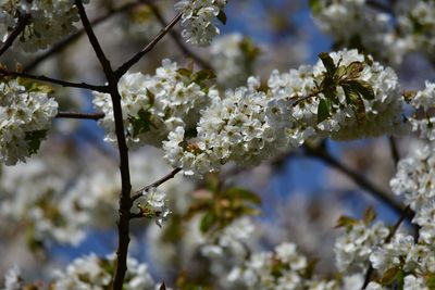Close-up of white cherry blossoms in spring