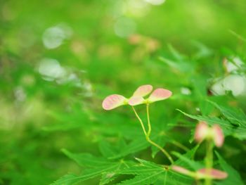 Close-up of small flower growing on field