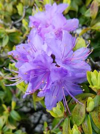 Close-up of bee on purple flower