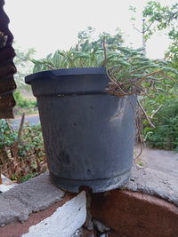 Close-up of potted plant