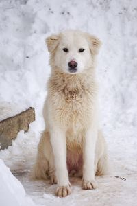 Portrait of white dog on snow field