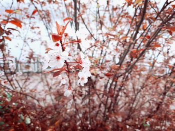 Close-up of cherry blossoms in spring