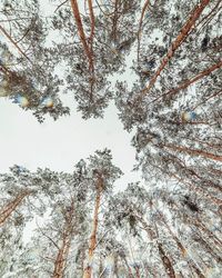 Low angle view of trees in forest during winter