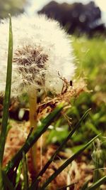 Close-up of insect on plant
