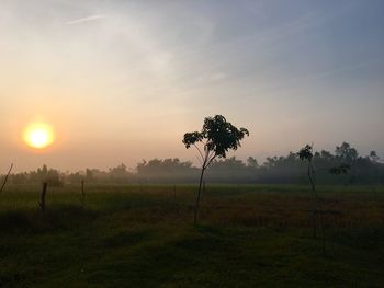 Trees on field against sky during sunset