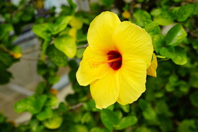 Close-up of yellow hibiscus blooming outdoors