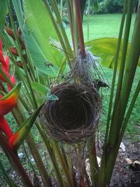 Close-up of lizard on plant