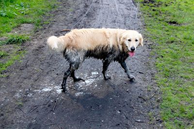 Dog looking away